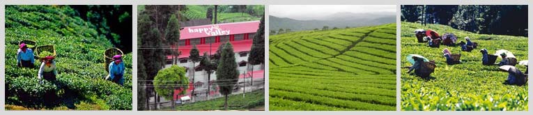 Happy Valley Tea Estate Darjeeling