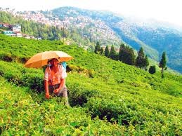 Happy Valley Tea Estate