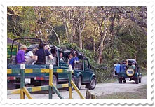 Jeep Safari at Jaldapara National Park