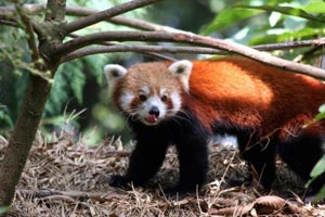 Padmaja Naidu Himalayan Zoological Park