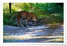 South Khayerbari Leopard Rescue Centre